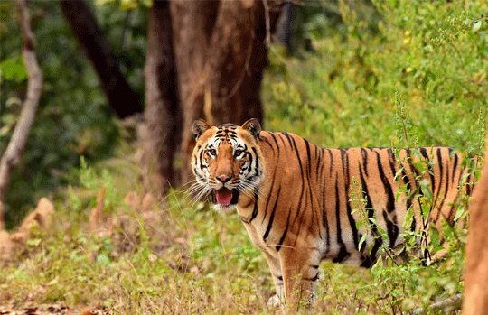 India Tiger Safari