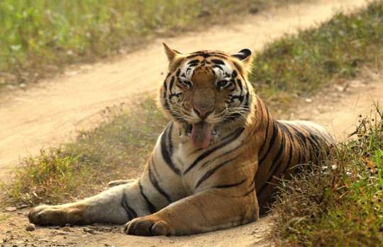 India Tiger Safari