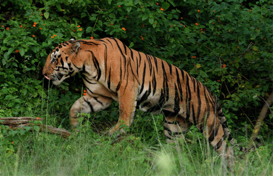 India Tiger Safari