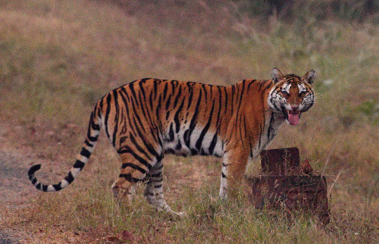 India Tiger Safari