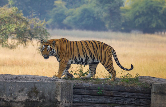 India Tiger Safari