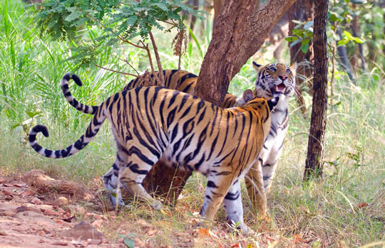 India Tiger Safari