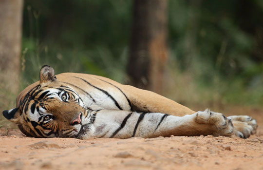 India Tiger Safari