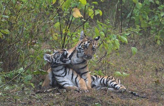 India Tiger Safari