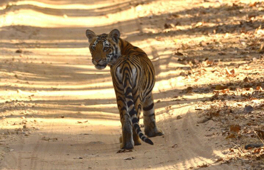 India Tiger Safari