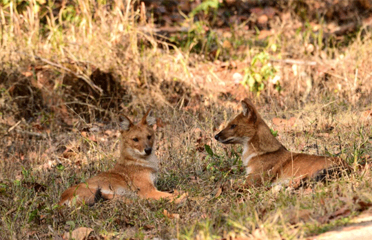 India Tiger Safari