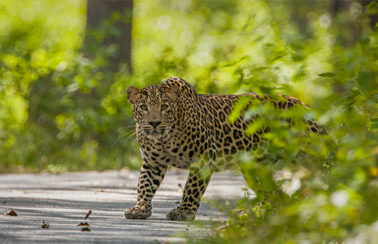 India Tiger Safari