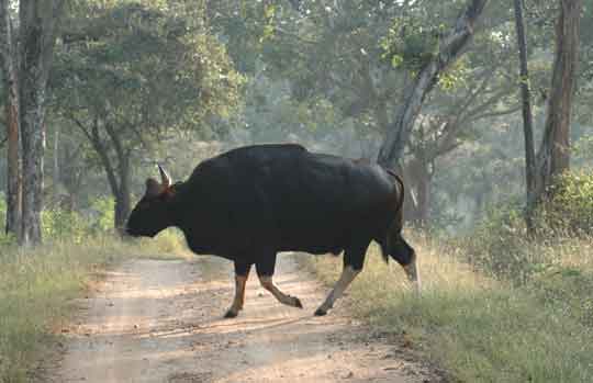 India Tiger Safari