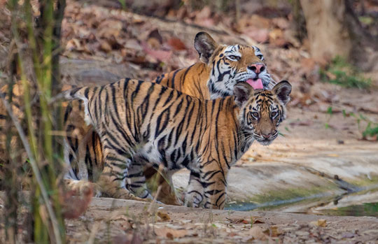 India Tiger Safari