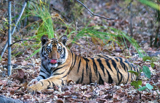 India Tiger Safari