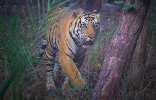 India Tiger Safari