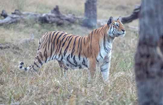 India Tiger Safari