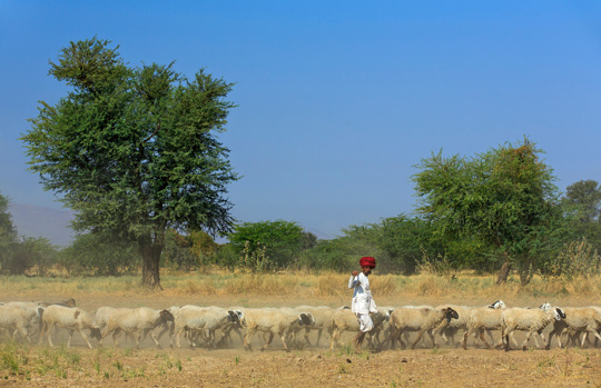 India Tiger Safari