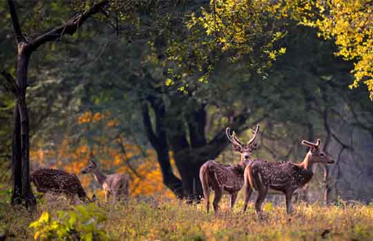 India Tiger Safari