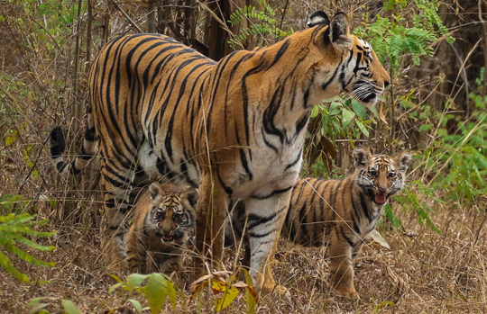 India Tiger Safari