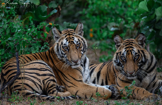 India Tiger Safari